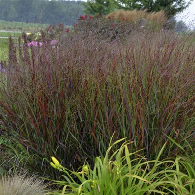 Panicum virgatum Cheyenne Sky PW Switch Grass image credit: Walters Gardens