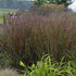 Panicum virgatum Cheyenne Sky PW Switch Grass image credit: Walters Gardens