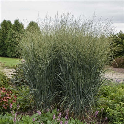 Panicum virgatum Totem Pole PW Switch Grass image credit: Walters Gardens