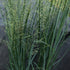 Panicum virgatum Northwind Switch Grass 2 Image Credit: Chaz Morenz 20240911
