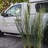 Panicum virgatum Northwind Switch Grass 3 Image Credit: Chaz Morenz 20240918
