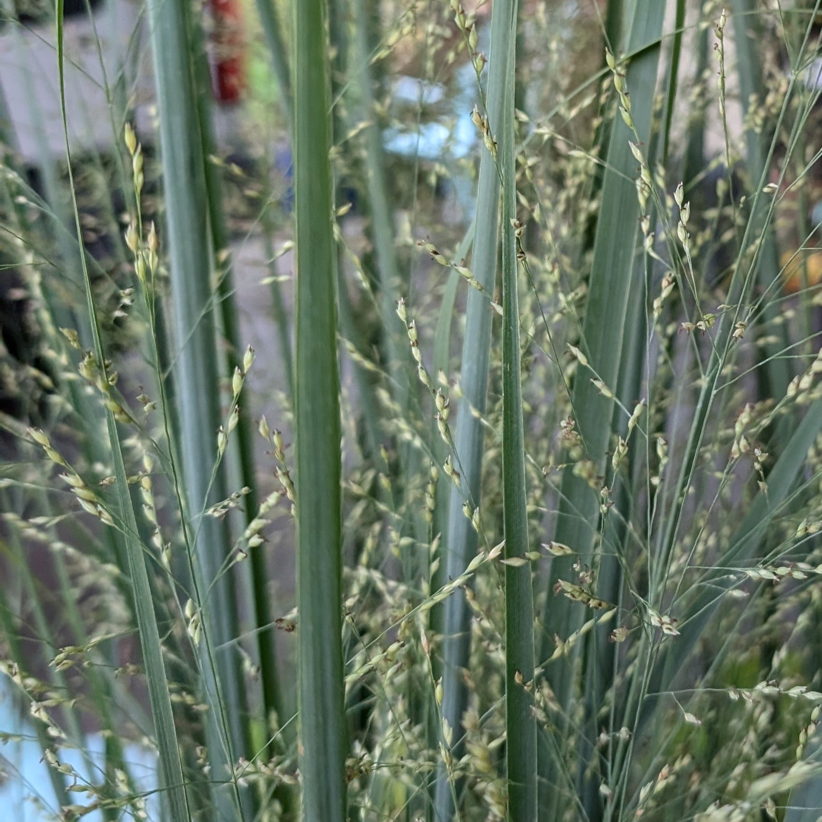 Panicum virgatum Northwind Switch Grass Image Credit: Chaz Morenz 20240911