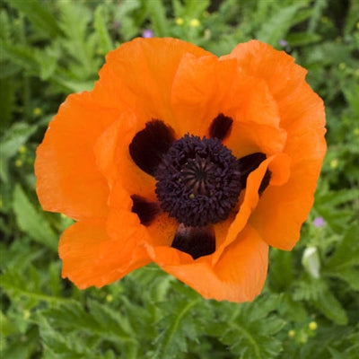 Papaver orientale Prince of Orange Poppy image credit: Walters Gardens