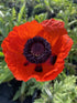 Papaver orientale Brilliant Poppy Image Credit: Millgrove Perennials