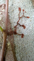  Parthenocissus quinquefolia Virginia Creeper Suckers. Image Credit: Beasthwaite, CC0, via Wikimedia Commons