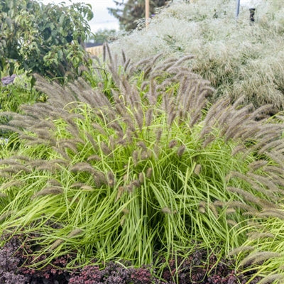 Pennisetum alopecuroides Lemon Squeeze PW Fountain Grass image credit: Walters Gardens