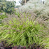 Pennisetum alopecuroides Lemon Squeeze PW Fountain Grass image credit: Walters Gardens