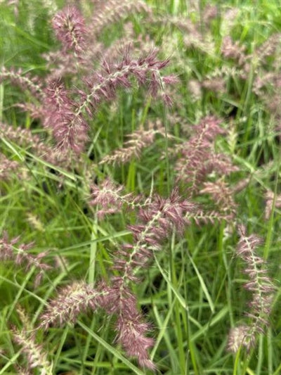 Pennisetum orientale Karley Rose Fountain Grass Image Credit: Millgrove Perennials