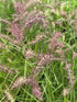 Pennisetum orientale Karley Rose Fountain Grass Image Credit: Millgrove Perennials
