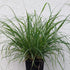 Pennisetum alopecuroides Fountain Grass Photo Credit: Chaz Morenz 20230717