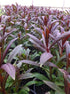 Penstemon Dark Towers Beardtongue Foliage Image Credit: Millgrove Perennials