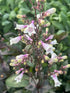 Penstemon Dark Towers Beardtongue Image Credit: Millgrove Perennials