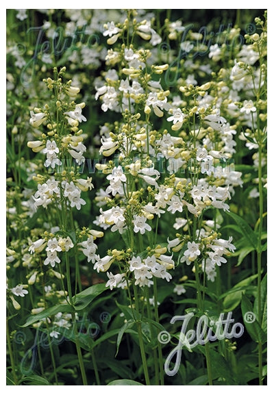 Penstemon digitalis Beardtongue image credit: Jelitto Seed