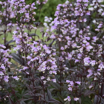 Penstemon digitalis Blackbeard Beardtongue image credit: Walters Gardens