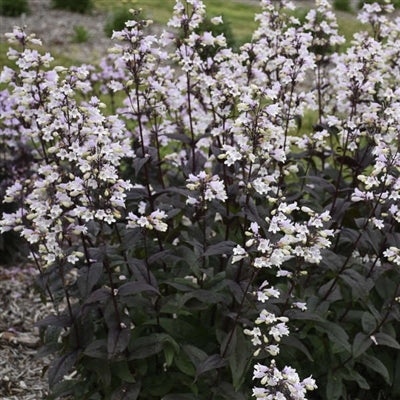 Penstemon digitalis Onyx and Pearls Beardtongue image credit: Walters Gardens