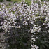 Penstemon digitalis Onyx and Pearls Beardtongue image credit: Walters Gardens