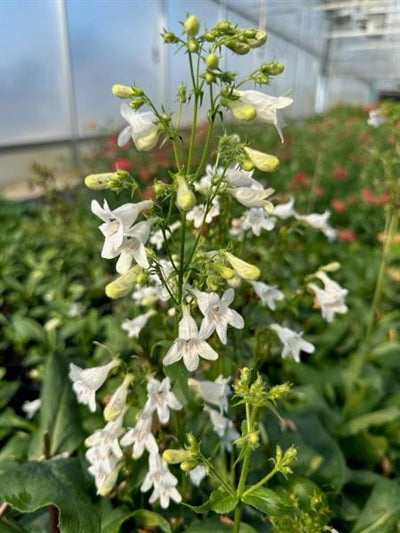 Penstemon digitalis Beardtongue Image Credit: Millgrove Perennials