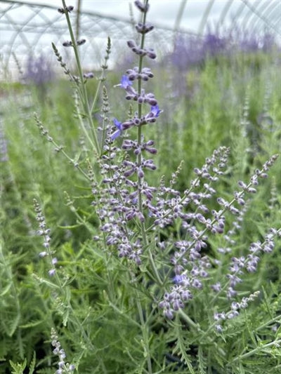 Perovskia Denim 'n Lace PW Russian Sage Image Credit: Millgrove Perennials