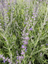 Perovskia Little Spire Russian Sage Image Credit: Millgrove Perennials