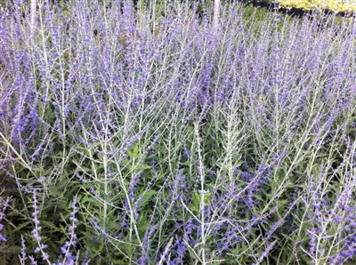 Perovskia atriplicifolia Russian Sage Image Credit: Millgrove Perennials