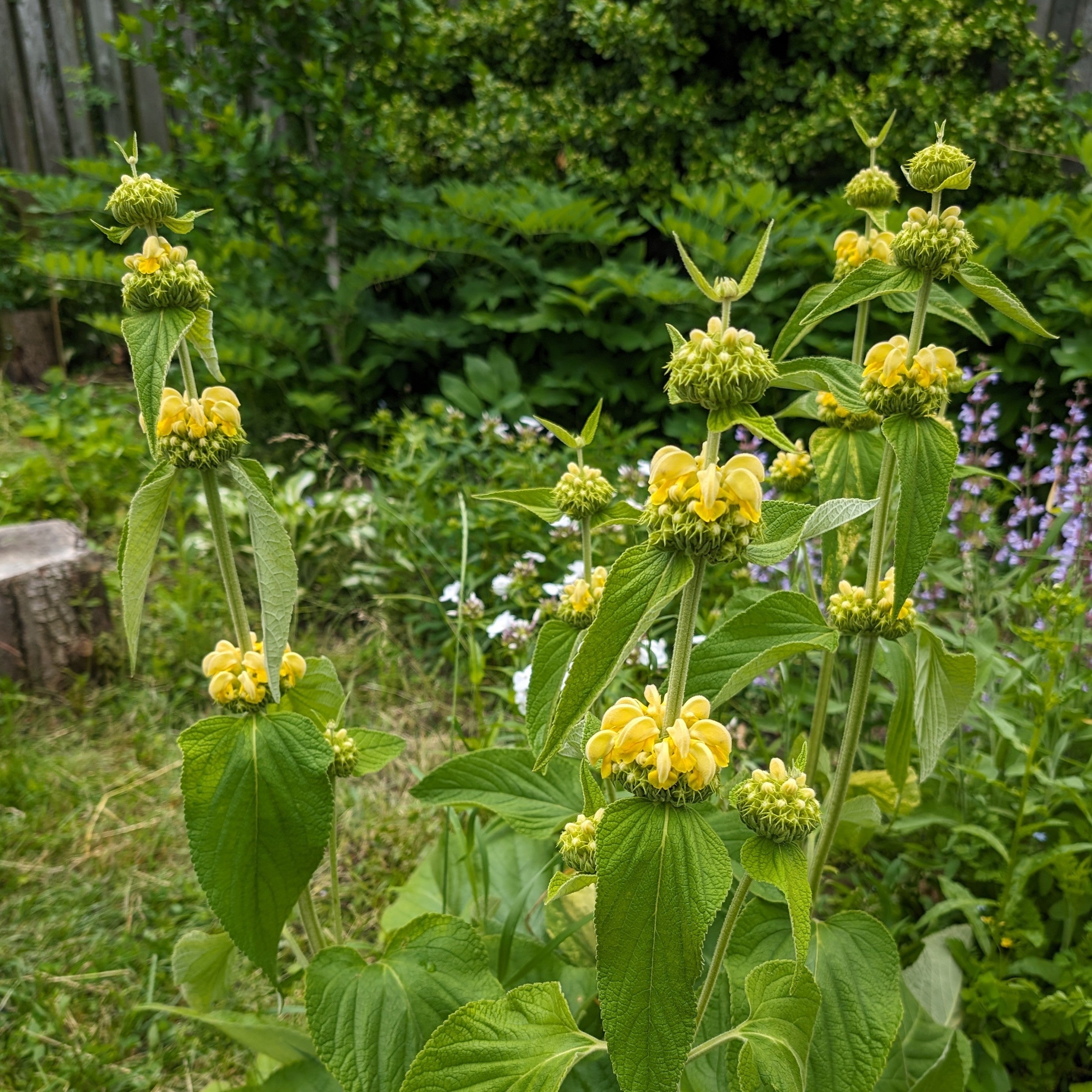 Phlomis russeliana Turkish Sage image credit: Chaz Morenz 2024