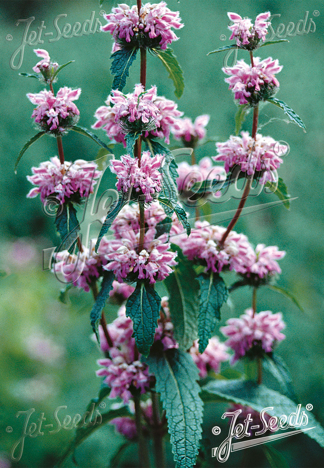 Phlomis tuberosa Jerusalem Sage image credit: Jelitto Seed