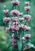 Phlomis tuberosa Jerusalem Sage image credit: Jelitto Seed