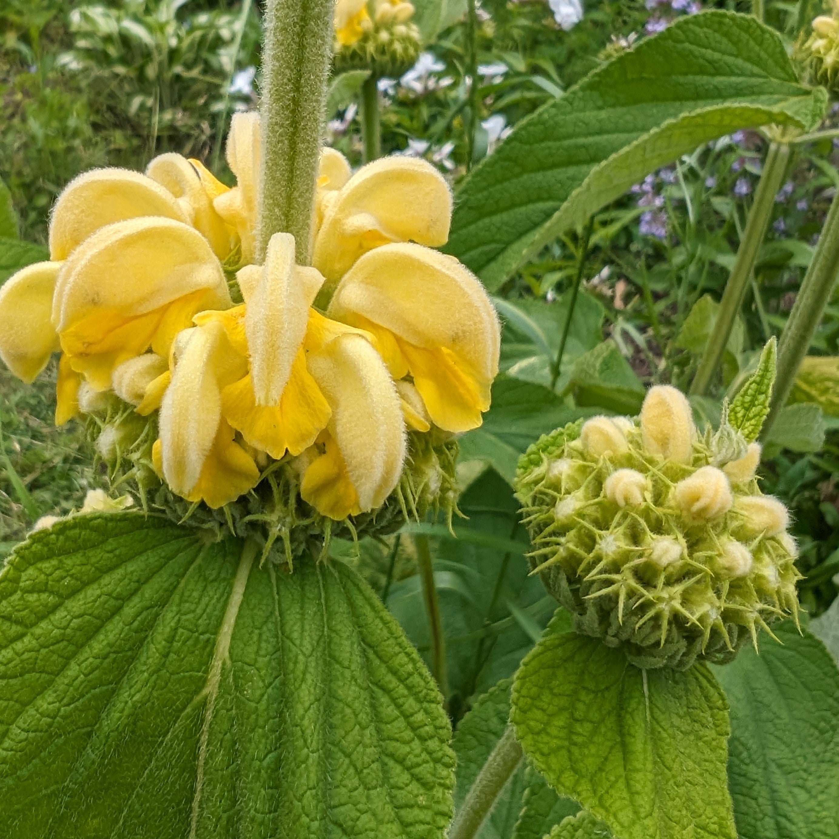 Phlomis russeliana Turkish Sage Image Credit: Chaz Morenz