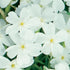 Phlox Creeping subulata White Delight Creeping Phlox image credit: Ball Horticulture