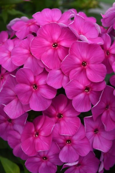 Phlox Garden paniculata Super KaPow Lavender Garden Phlox image credit: Ball Horticulture