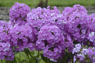 Phlox Garden paniculata x Fashionably Early Flamingo Garden Phlox image credit: Ball Horticulture