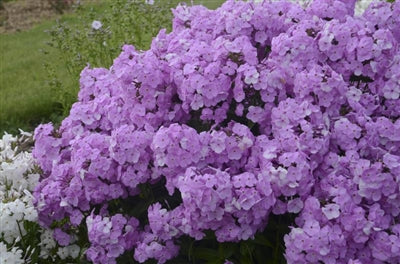 Phlox Garden paniculata x Fashionably Early Princess Garden Phlox image credit: Ball Horticulture