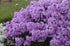 Phlox Garden paniculata x Fashionably Early Princess Garden Phlox image credit: Ball Horticulture