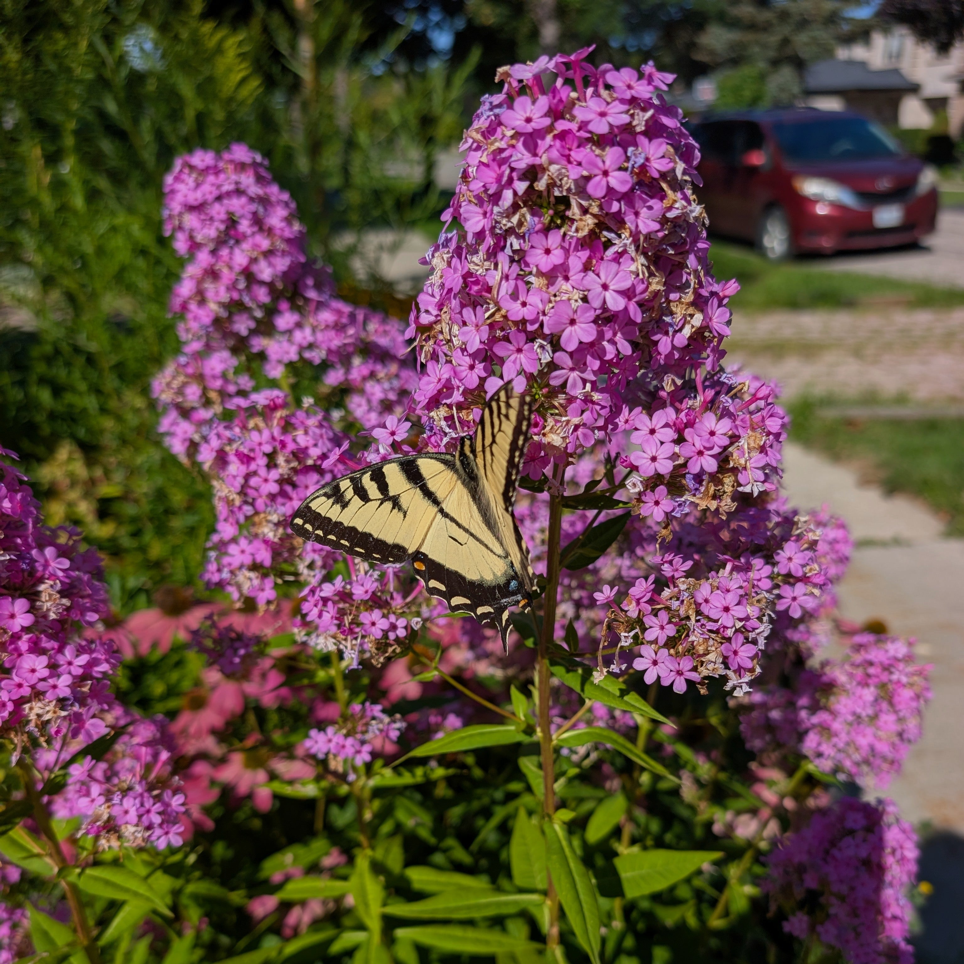 Phlox paniculata Jeana Garden Phlox Image Credit: Chaz Morenz 20260818