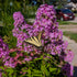 Phlox paniculata Jeana Garden Phlox Image Credit: Chaz Morenz 20260818