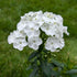 Phlox paniculata Backlight PW Garden Phlox Image Credit: Chaz Morenz 20240625
