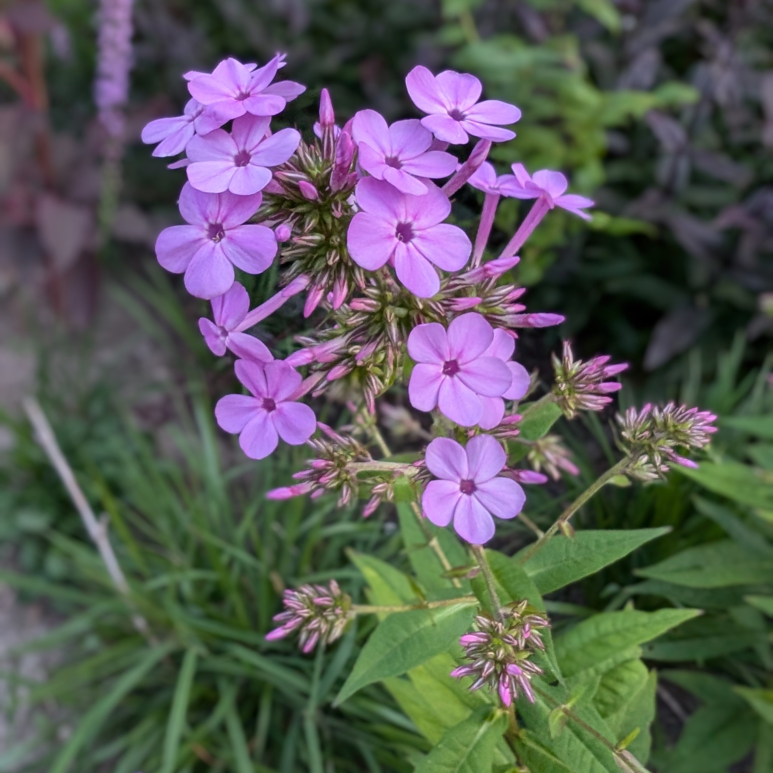 Phlox paniculata Jeana Garden Phlox Image Credit: Chaz Morenz 20240721
