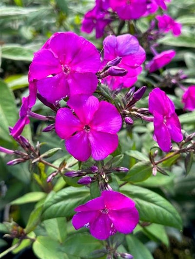 Phlox paniculata Ultraviolet PW Garden Phlox Image Credit: Millgrove Perennials