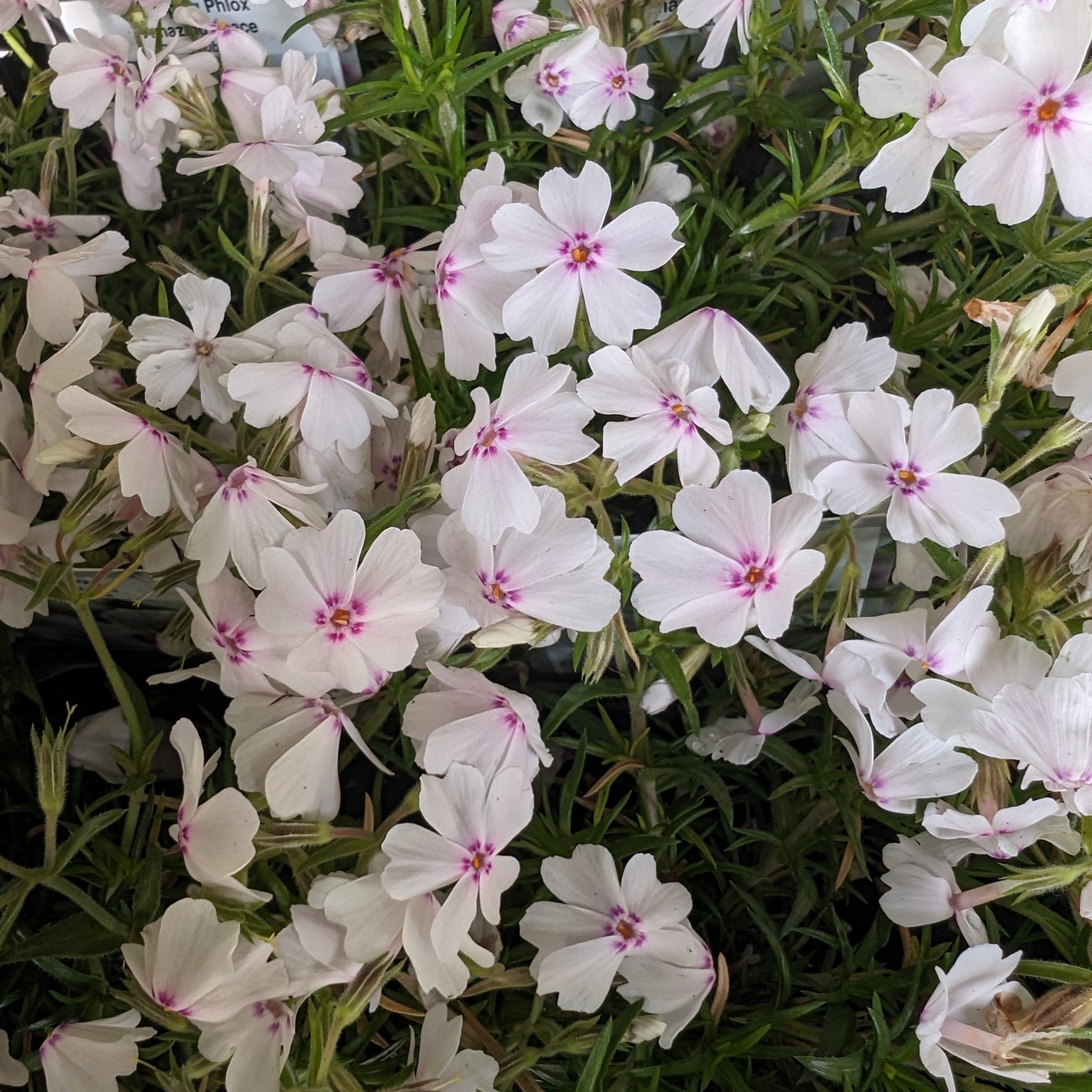 Phlox subulata Amazing Grace Creeping Phlox Image Credit: Chaz Morenz 20240618