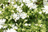 Phlox subulata Snowflake Creeping Phlox Image Credit: Photo by David J. Stang, CC BY-SA 4.0 <https://creativecommons.org/licenses/by-sa/4.0>, via Wikimedia Commons