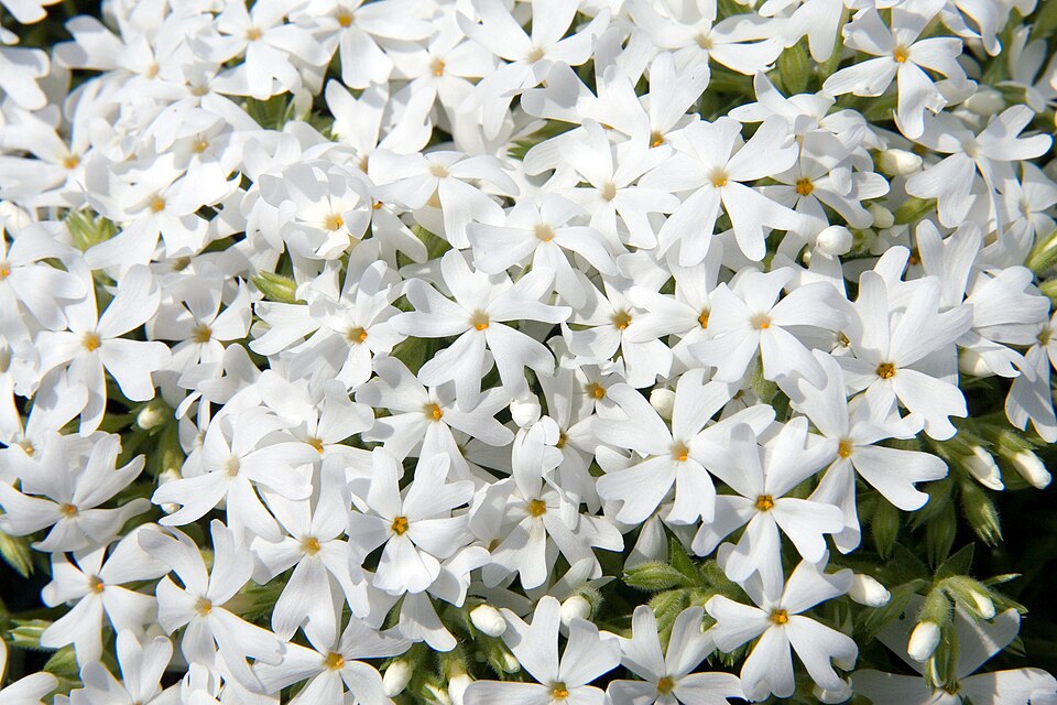Phlox subulata Snowflake Creeping Phlox Image Credit: Photo by David J. Stang, CC BY-SA 4.0 <https://creativecommons.org/licenses/by-sa/4.0>, via Wikimedia Commons