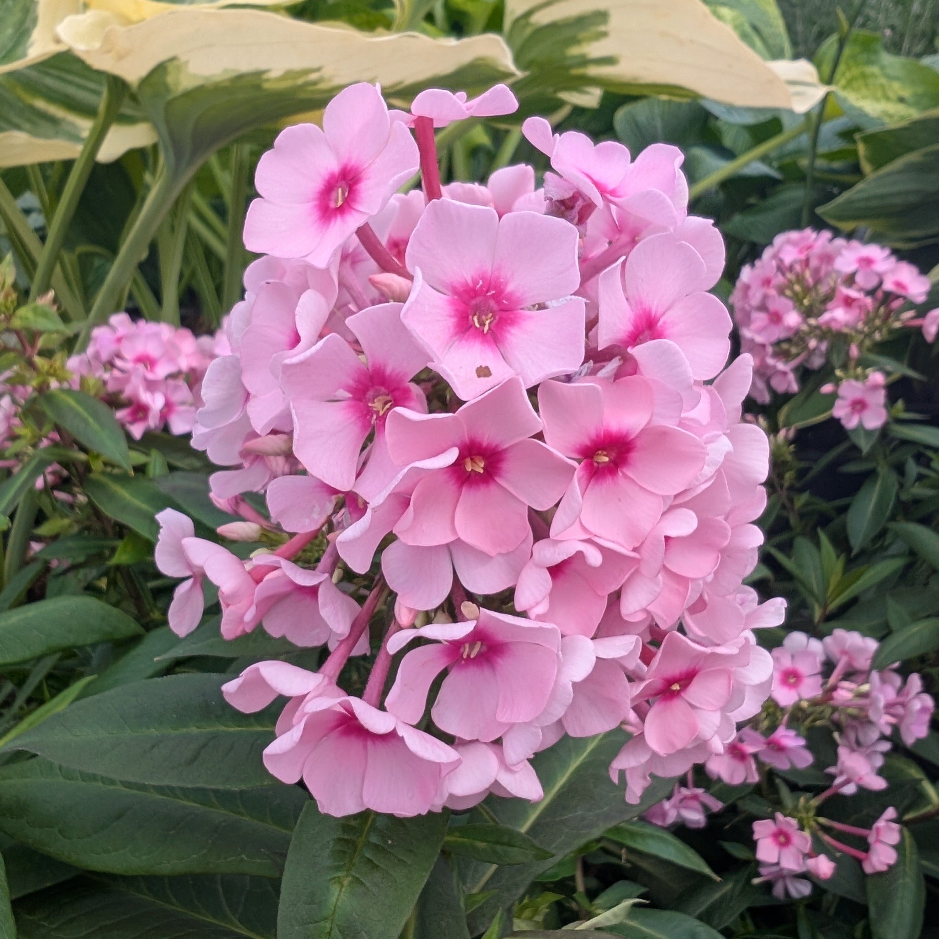 Phlox paniculata Center of Attention BE Garden Phlox Image Credit: Chaz Morenz 20260702