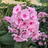 Phlox paniculata Center of Attention BE Garden Phlox Image Credit: Chaz Morenz 20260702