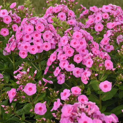 Phloxpaniculata Luminary Prismatic Pink PW Garden Phlox Image Credit: Proven Winners