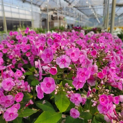 Phlox paniculata Luminary Prismatic Pink PW Garden Phlox Image Credit: Millgrove Perennials