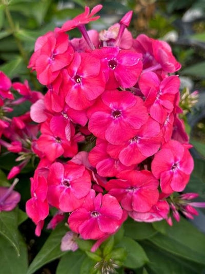 Phlox paniculata Sunset Coral PW Garden Phlox Image Credit: Millgrove Perennials
