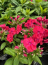 Phlox paniculata Sunset Coral PW Garden Phlox 2 Image Credit: Millgrove Perennials