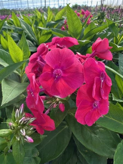 Phlox paniculata Super Kapow Fuschia Garden Phlox 