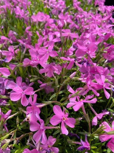 Phlox subulata Emerald Pink Creeping Phlox Image Credit: Millgrove Perennials