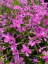 Phlox subulata Emerald Pink Creeping Phlox Image Credit: Millgrove Perennials